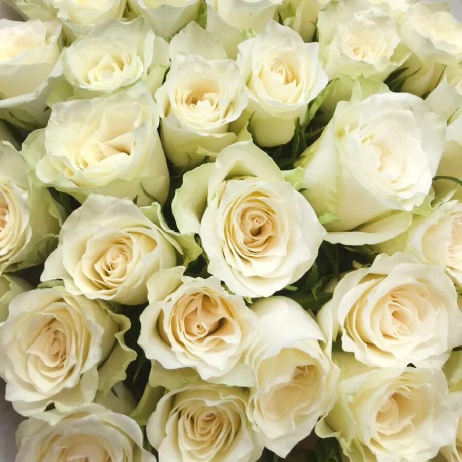 Букет 39 белых роз